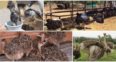 Co potřebujete krmit pštrosa doma a kolikrát denně jí